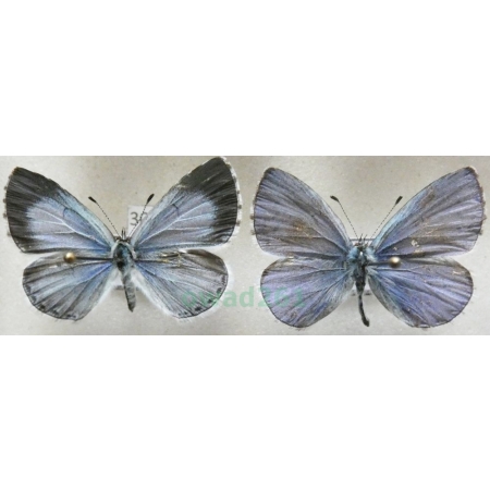 Celastrina argiolus (Linnaeus, 1758) pair Modraszek wieszczek Poland30n